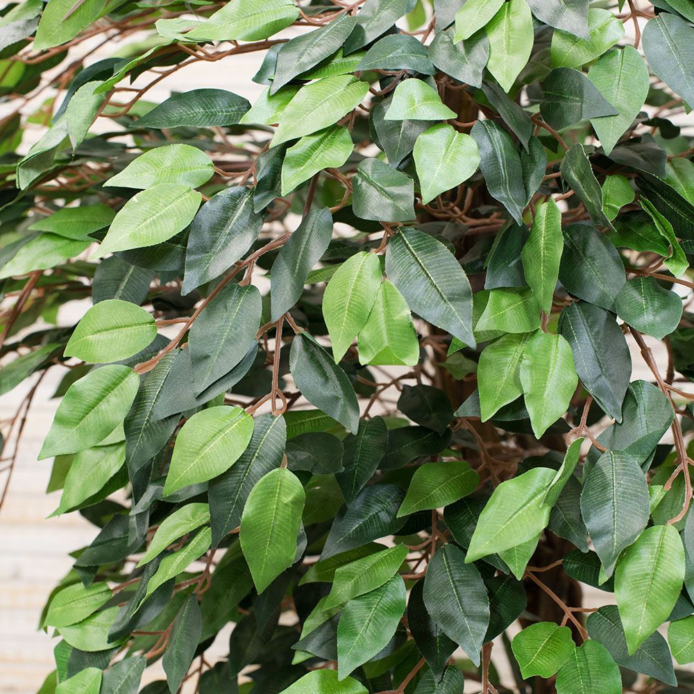 180/ОС/36 Фикус мелк.зелён. 180см_2