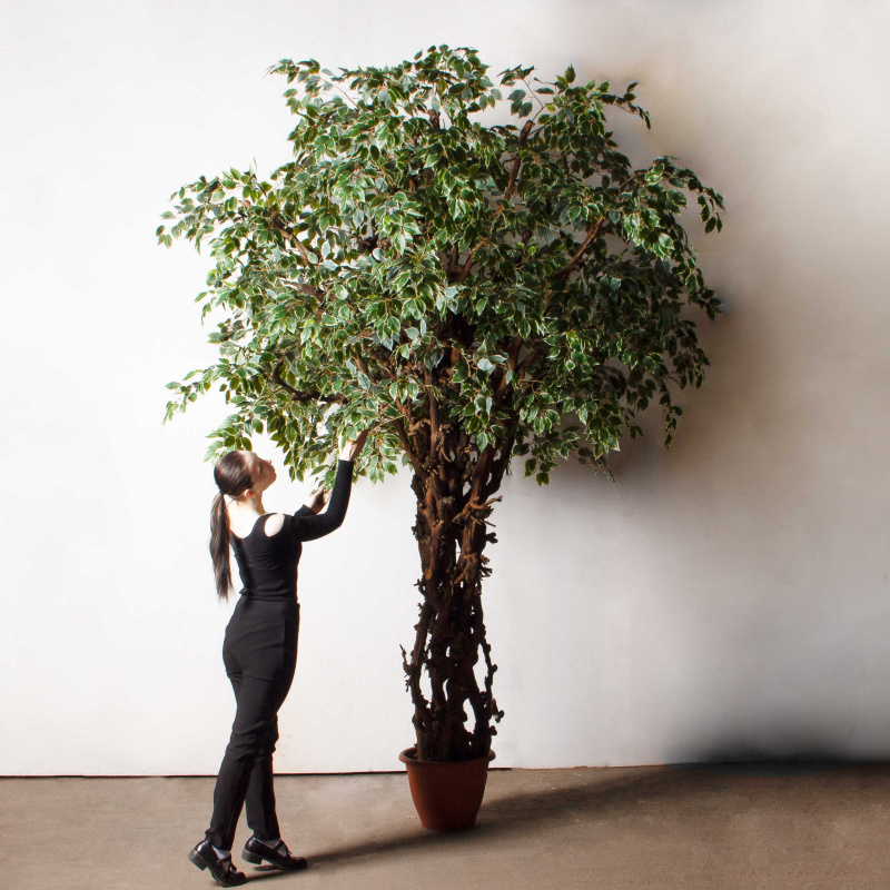 320/ОС/АСС/17(Пр)(F)Фикус Бенджамина искусственный h320см_1