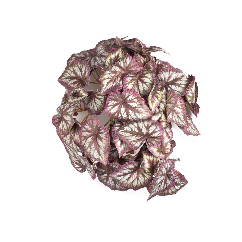 КС72-1 Бегония ампельная вишневая в кашпо