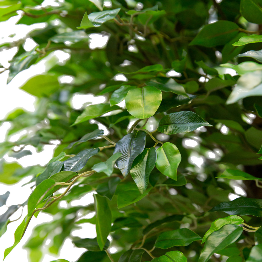 210/2К/ОС/17М(з.) Фикус мелколистн. h-210см_2