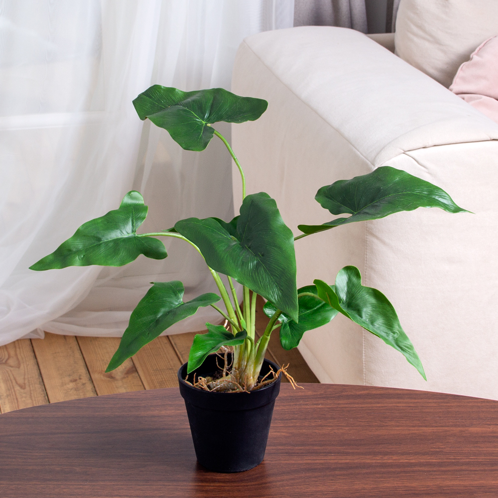 ЦС213(F) Алоказия искусственная,  зеленая_3