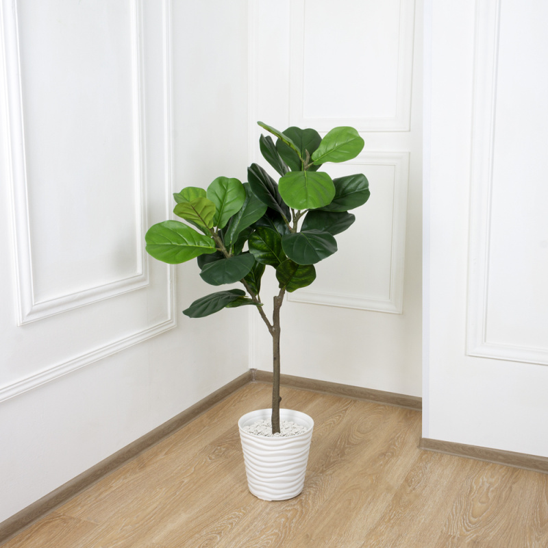 120/К/428(Х)(Fix) Фикус Лирата h120см_5