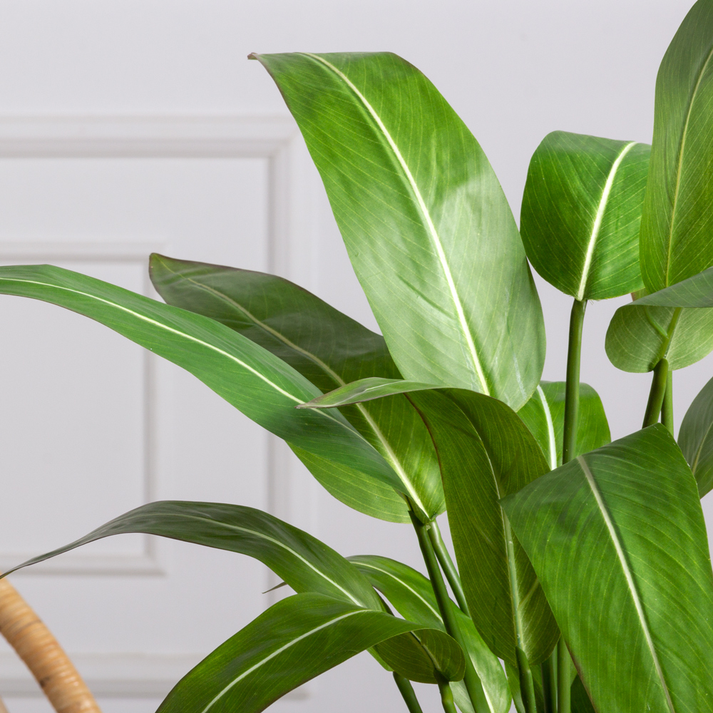 К075*3(F) Стрелиция искусственная куст средний h75см (латекс) в кашпо_1