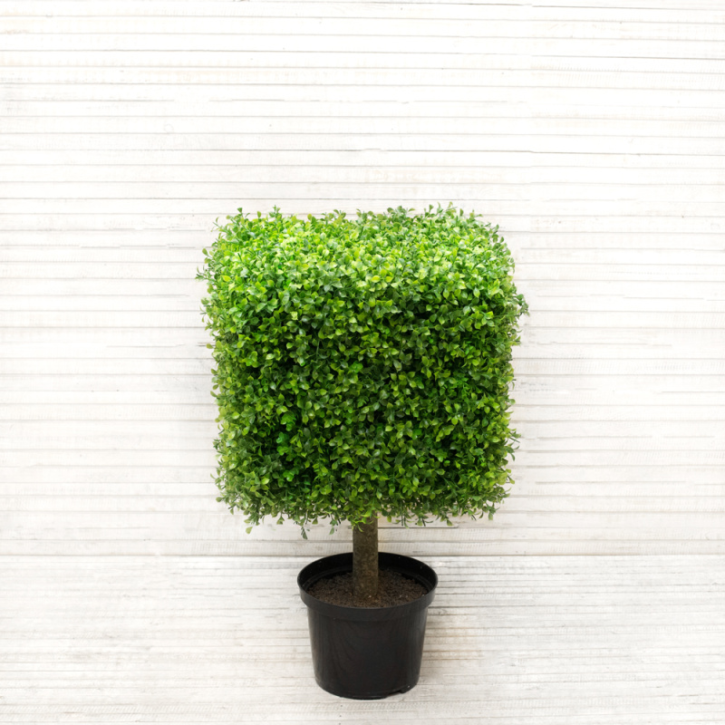 СКТ40/229(з.) Самшит-квадрат Премиум на стволе(40х40х40)