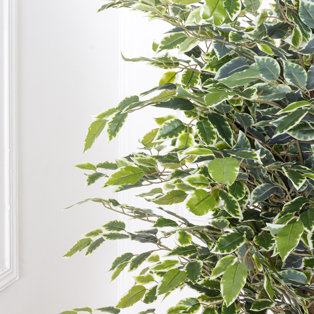 150/УК/300-1 Фикус Бенджамина h150см(латекс)_5