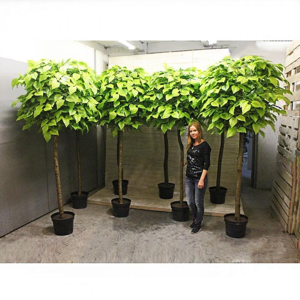 240/189 Катальпа h-240см_3