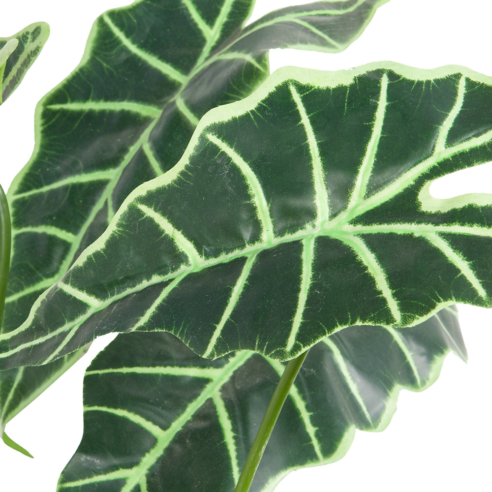 БК 32-1 Композиция с алоказией Полли на блоке 15*h10_2