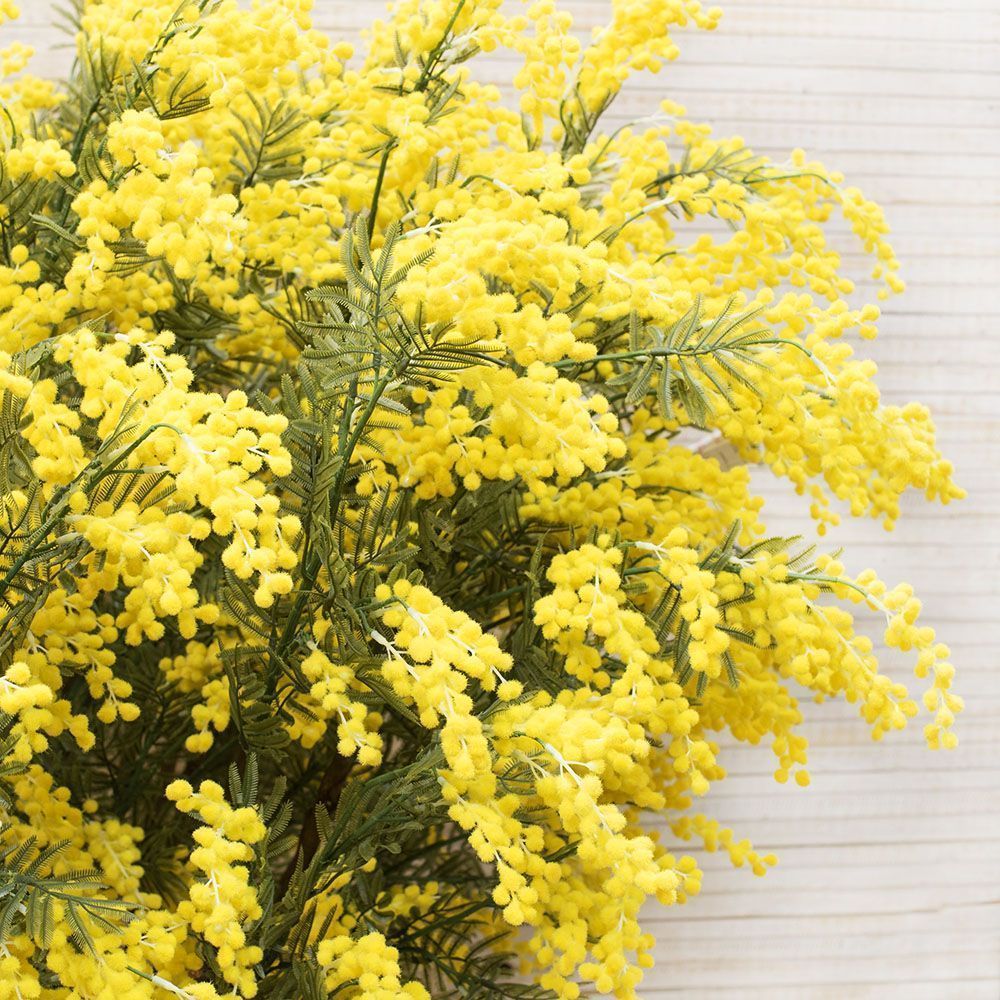 150/ШК/43(з) Куст Мимозы h-150см d кроны 150см_2