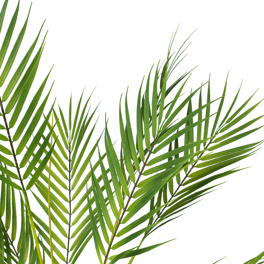 7143/0117-80 Пальма кустовая 80см (9листов)_3