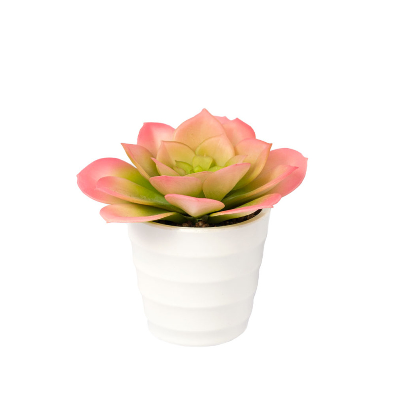 СКК21 Суккулент Эхеверия (розовая) d10 (силикон) в кашпо d7