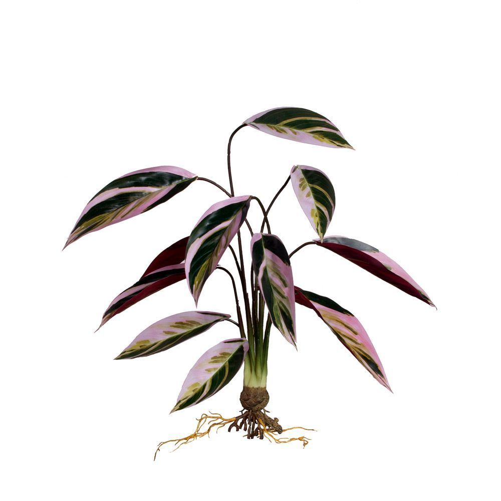 7143/0471-6 Маранта искусственный куст с корнями 12 листов h60см, зелено-розовый_5