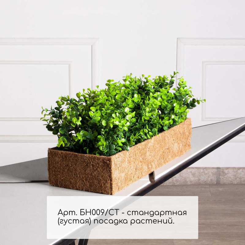 БН009СТ(Пр)(F) Самшит искусственный Эвкалипт в кокосовом боксе 50х20х10см_1