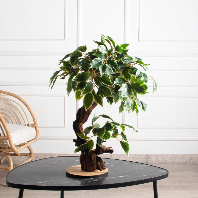 БЛ055/2К/ОС/61-1(з)(F) Бонсай искусственный Фикус пёстрый h55см на круглом основании_1