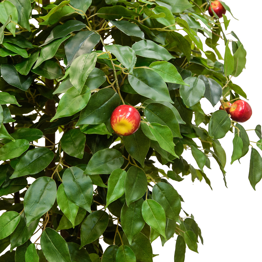 180/РН/35 Яблоня 180см_2