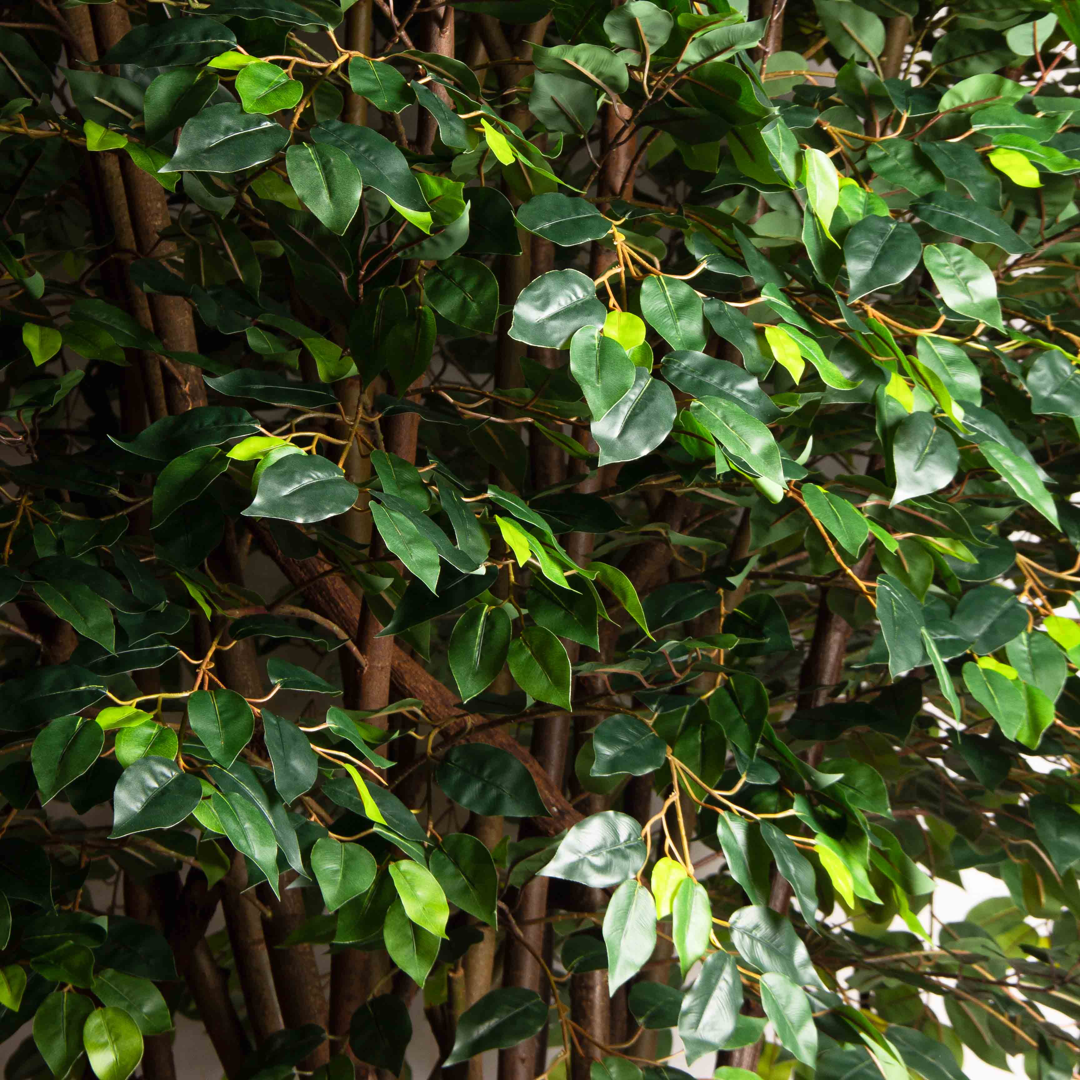 300/РН/Л/34(Пр)(F)Фикус искусственный h300см (латекс) на основании_6