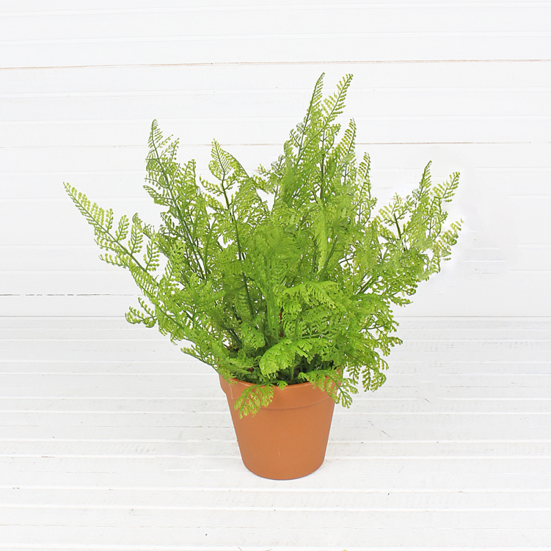 ЦС35/160 Папоротник Даваллия (латекс) в горшке