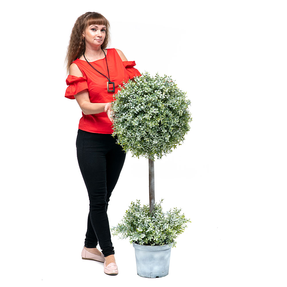 СШ150/229(з.) Самшит-шар Премиум на стволе (h150см,d-60см) патина_2