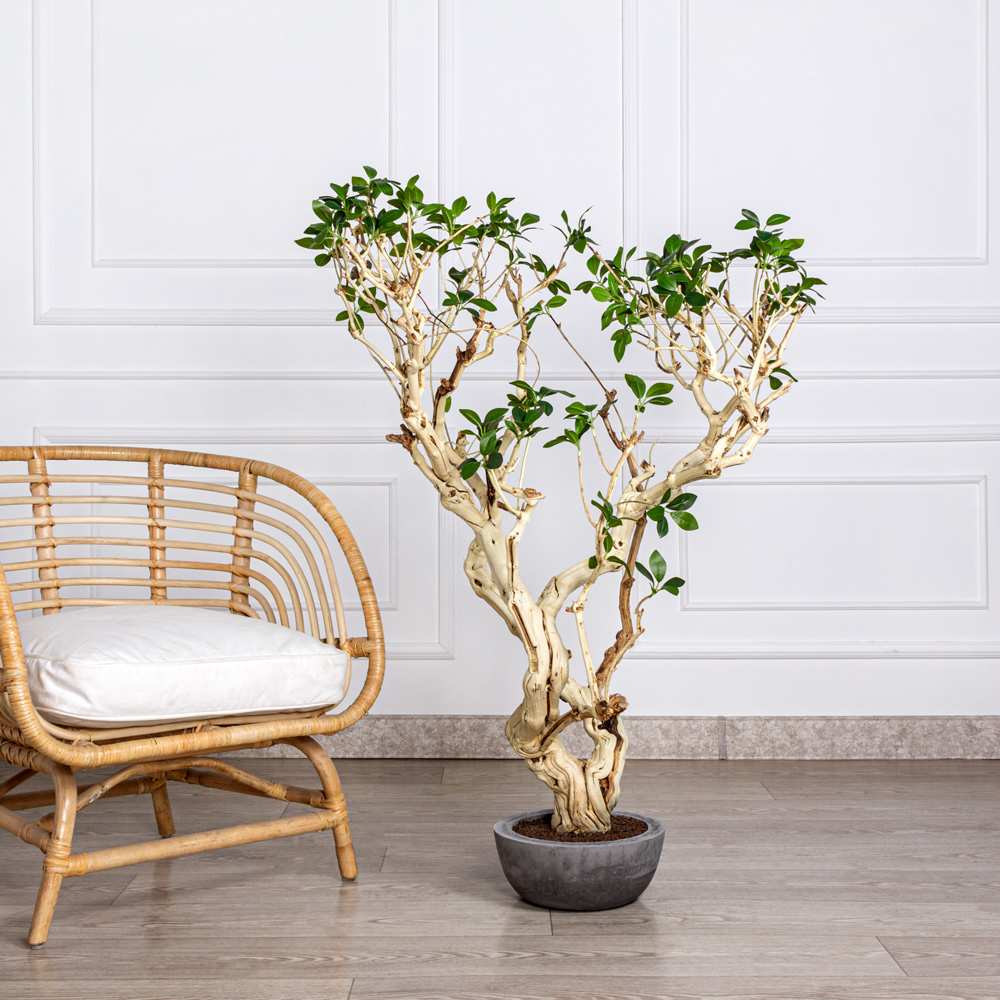 БЛ110/Д3/516 Бонсай искусственный Фикус Микрокарпа h110см в интерьерном кашпо