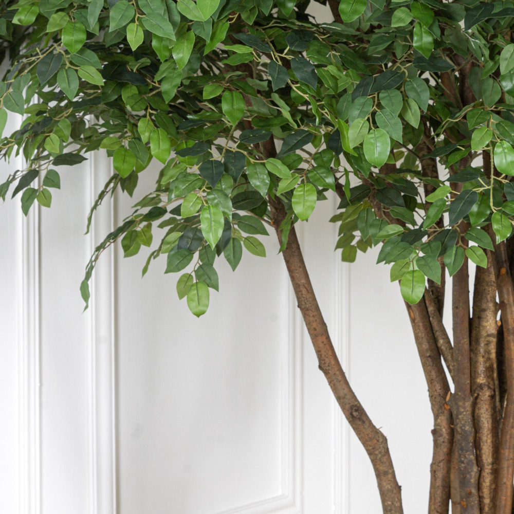 250/РН/34-4(з.) Фикус искусственный h250см(латекс), d240x140см на основании d55см_1