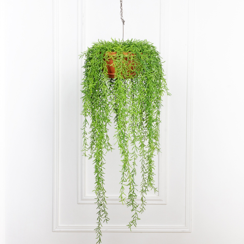 КЗ/20 Палочник ампельный в подвесном кашпо d26см_3