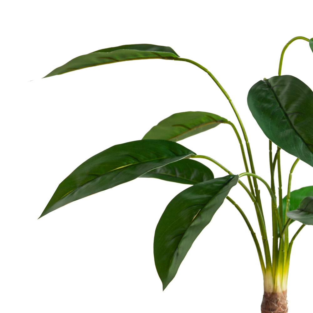 7143/0033-20(F)  Калатея куст с корнями 12 листов h55см, зеленый_2