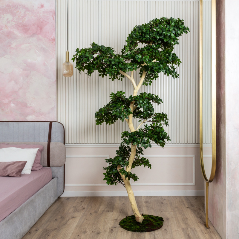 БЛ230/ДА/516(Пр)(F)(Акция) Бонсай искусственный Фикус Микрокарпа h230см (латекс) на основании _9