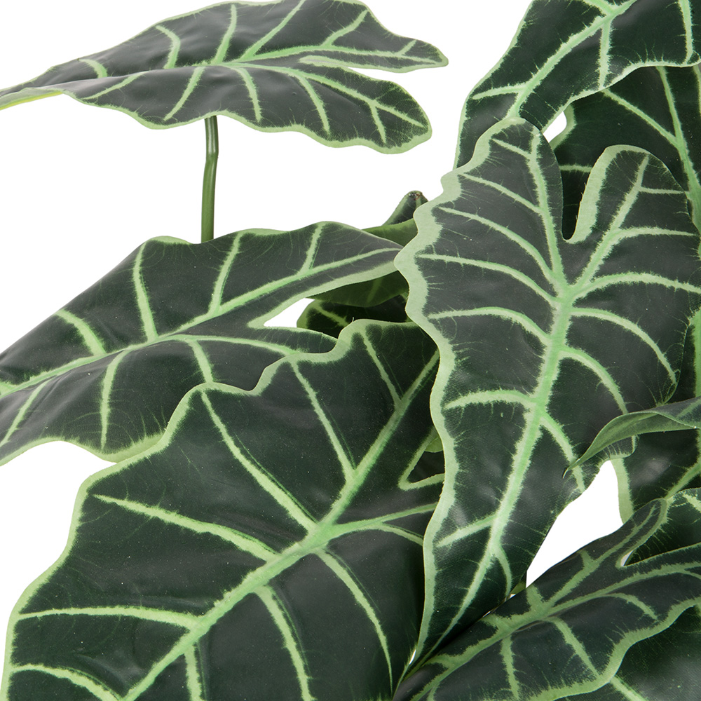 БК 32 Композиция с алоказией Полли на блоке 15*h10_3