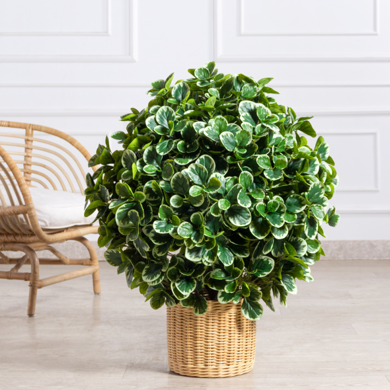 090/К/5199(з)(УУ)(F) Питтоспорум искусственный куст пестрый h90см_1