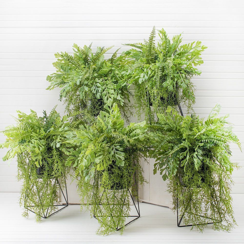 КС/МП43 Зелень ампельная (латекс) в кашпо на метал. подставке h-50см_5