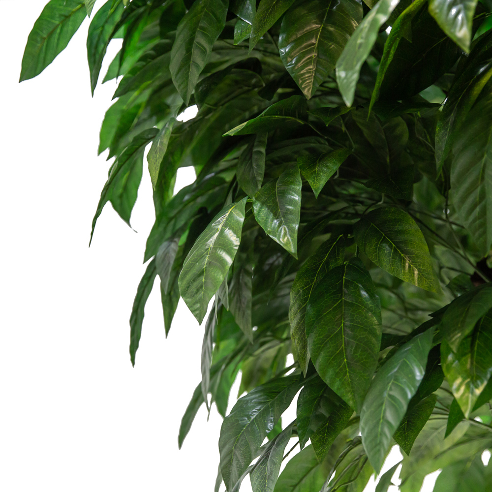 350/ОС/13(з.) Фикус с крупным листом h350см_4