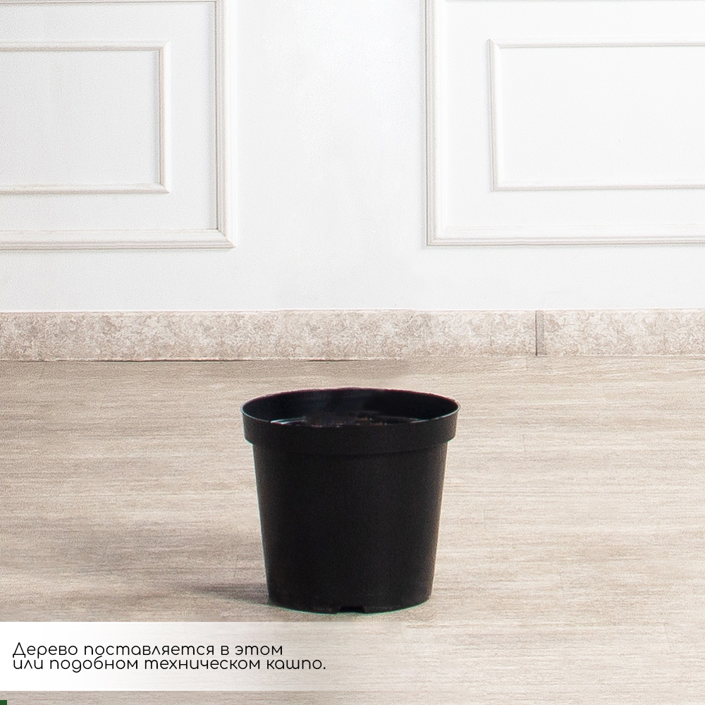 180/РН/491/533(з)(Пр)(F) Сакура искусственная h180см,d65см_3