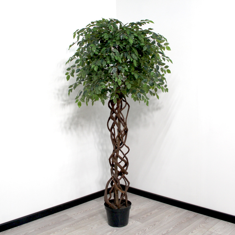 200/ССТ/ПЛ/34 Фикус зеленый h200см(латекс)_3