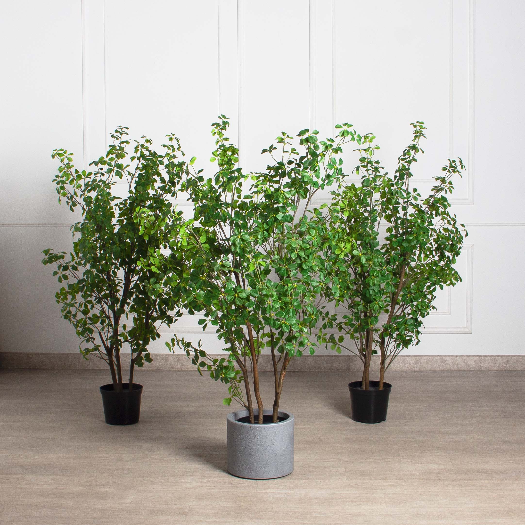 150/РН/ОК/534-1(з)(F) Шеффлера искусственная Компакта h150см d80см в кашпо, латекс_8