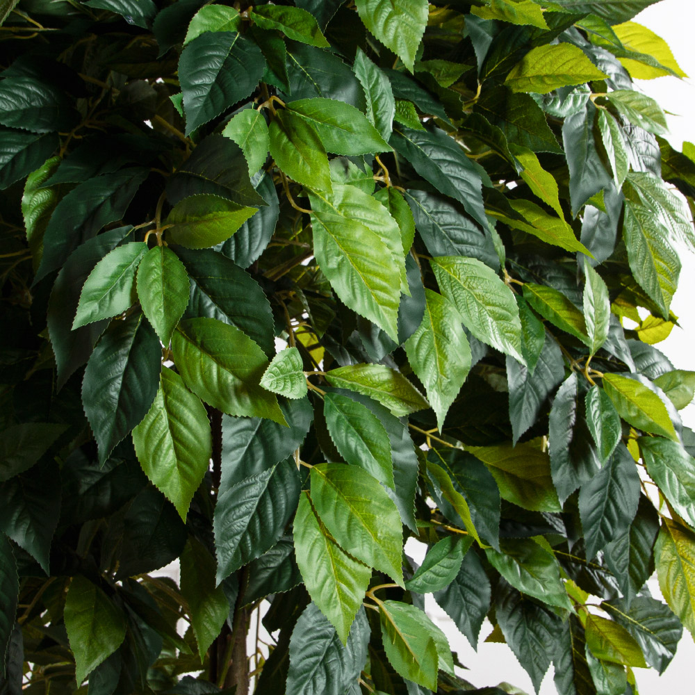 180/РН/537(FixS)(Пр)(F) Азимина искусственная h250см, (латекс)_4