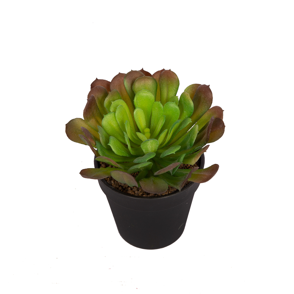 СКК02 Суккулент