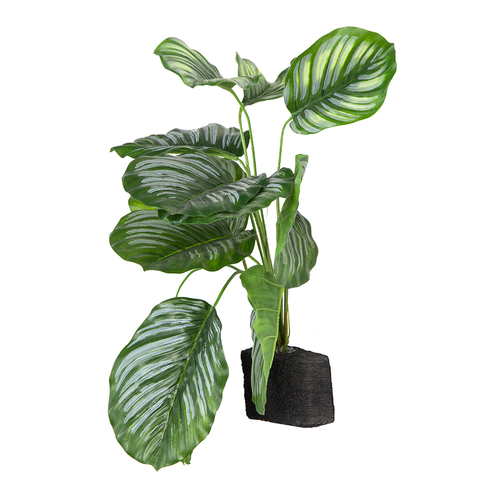 БК 39 Композиция с филодендроном полосатым на блоке 15*h10_2