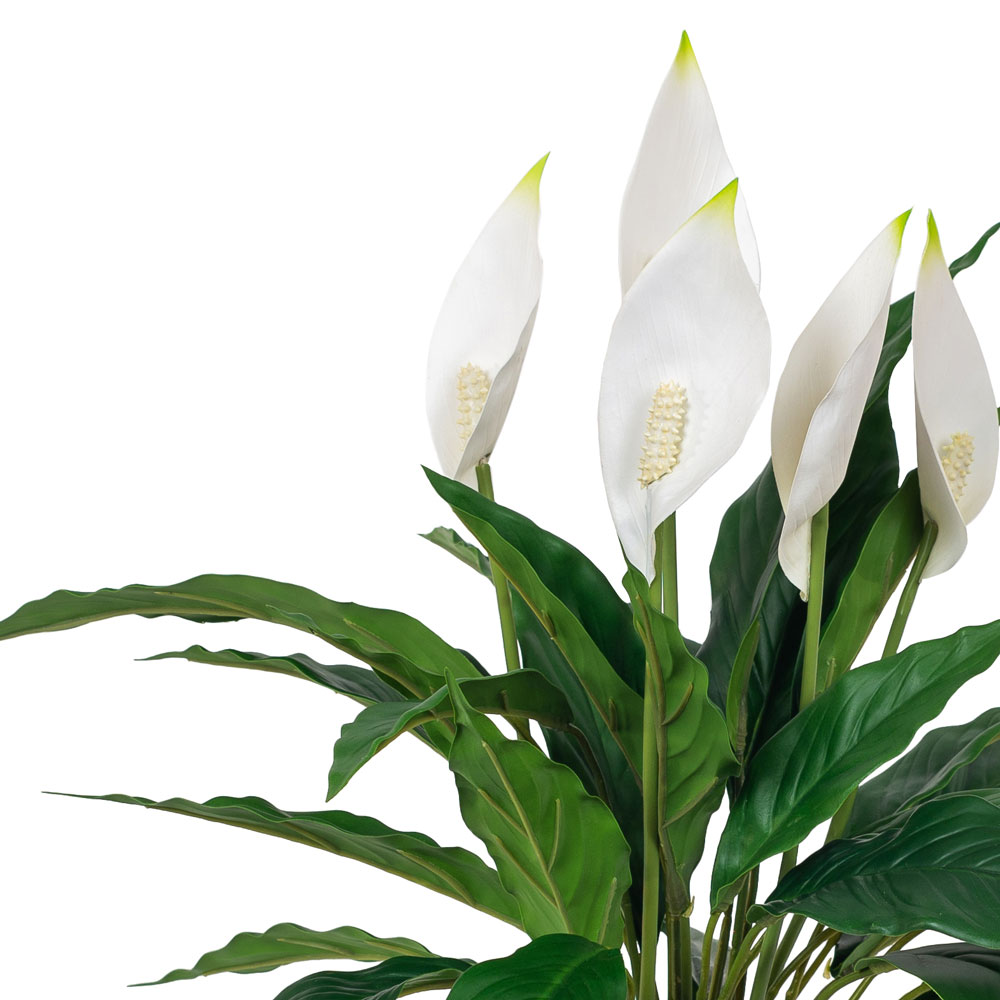 К50/217 Куст Спатифиллума с цветами_2