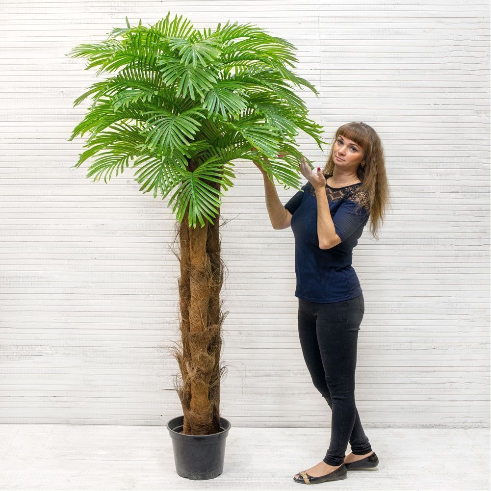 П190/3К/49Л Пальма Арека (лат)