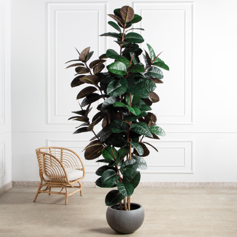 250/УК/РН/186(Пр)(F) Фикус Эластика Робуста искусственный h250см,латекс_1