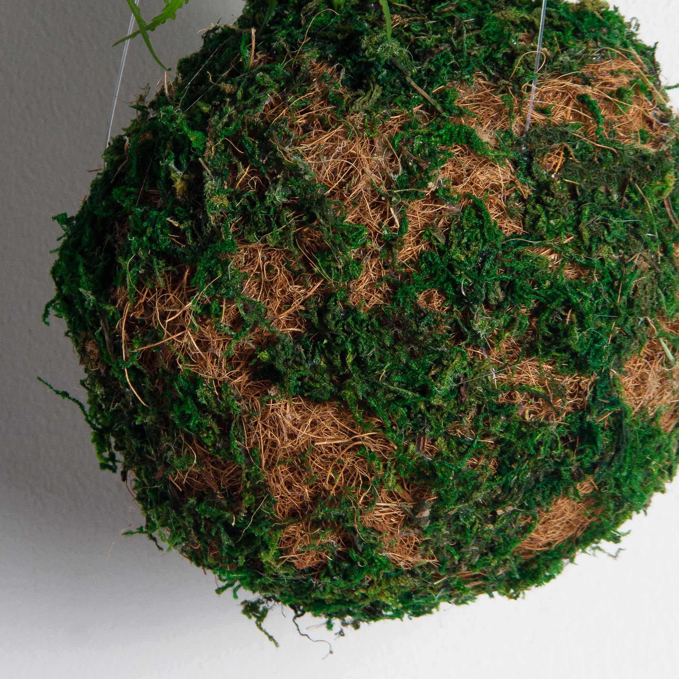 ККД35/211-1(F) Кокедама d15см 