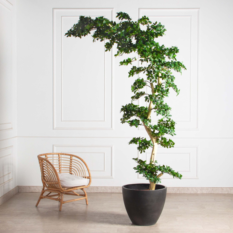 БЛ240Пр/ДА/516(з)(F) Бонсай искусственный Фикус Микрокарпа пристенный h240см (латекс) в кашпо_1