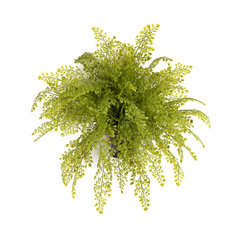 КС93 Папоротник Адиантум ампельный в кашпо