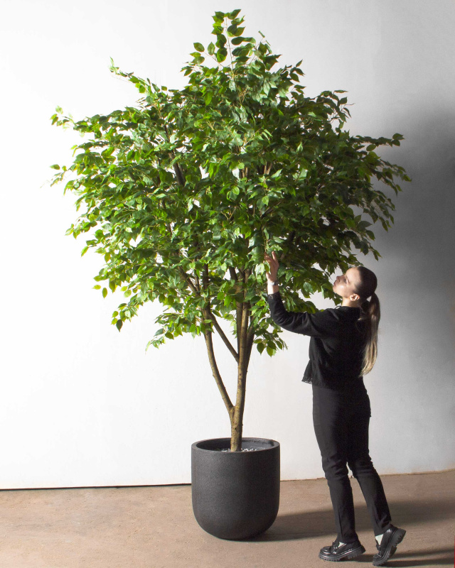 270/РН/34(з)(Пр)(F) Фикус искусственный h270см,d230см, латекс_1