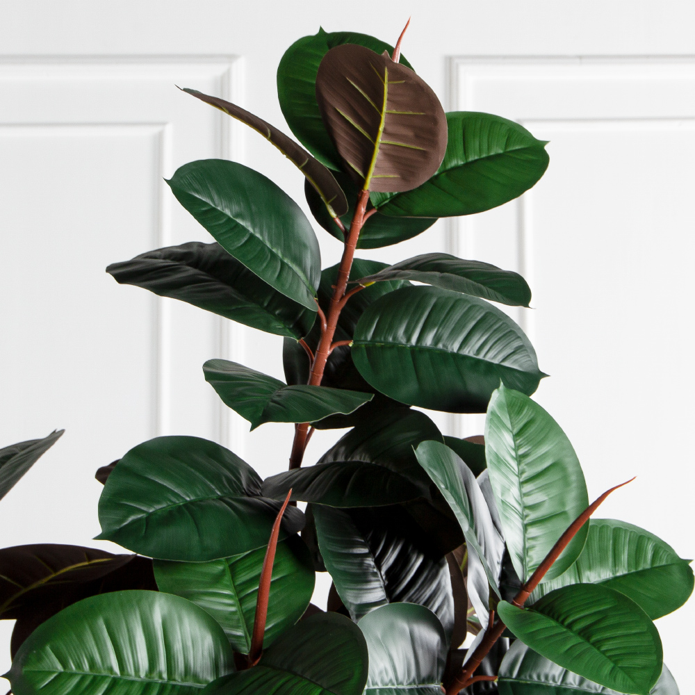 250/УК/РН/186(Пр)(F) Фикус Эластика Робуста искусственный h250см,латекс_4