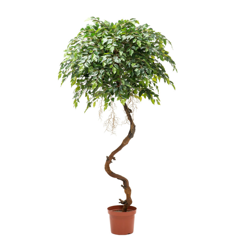 180/ОС/300 Фикус мелкий (латекс) h-180см