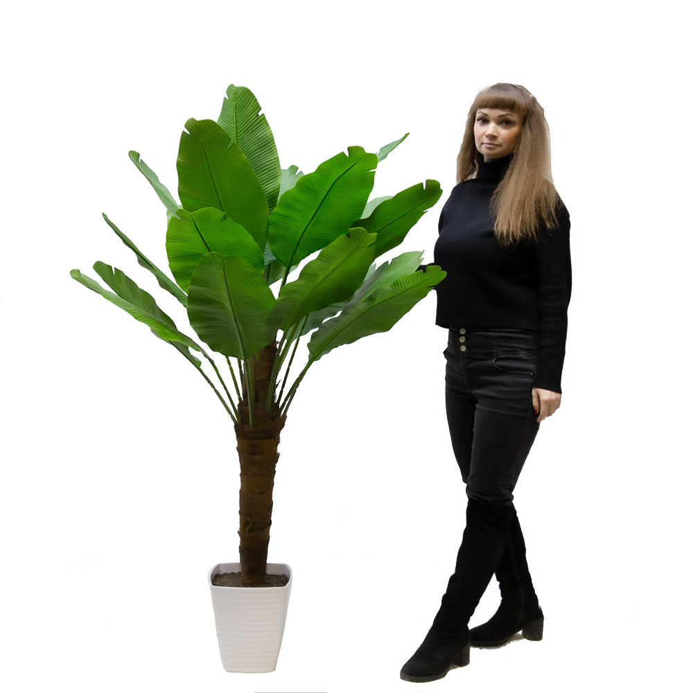 П160/356-2/1(з) Банановая пальма(зеленая) h160см(латекс) в интерьерном кашпо_3