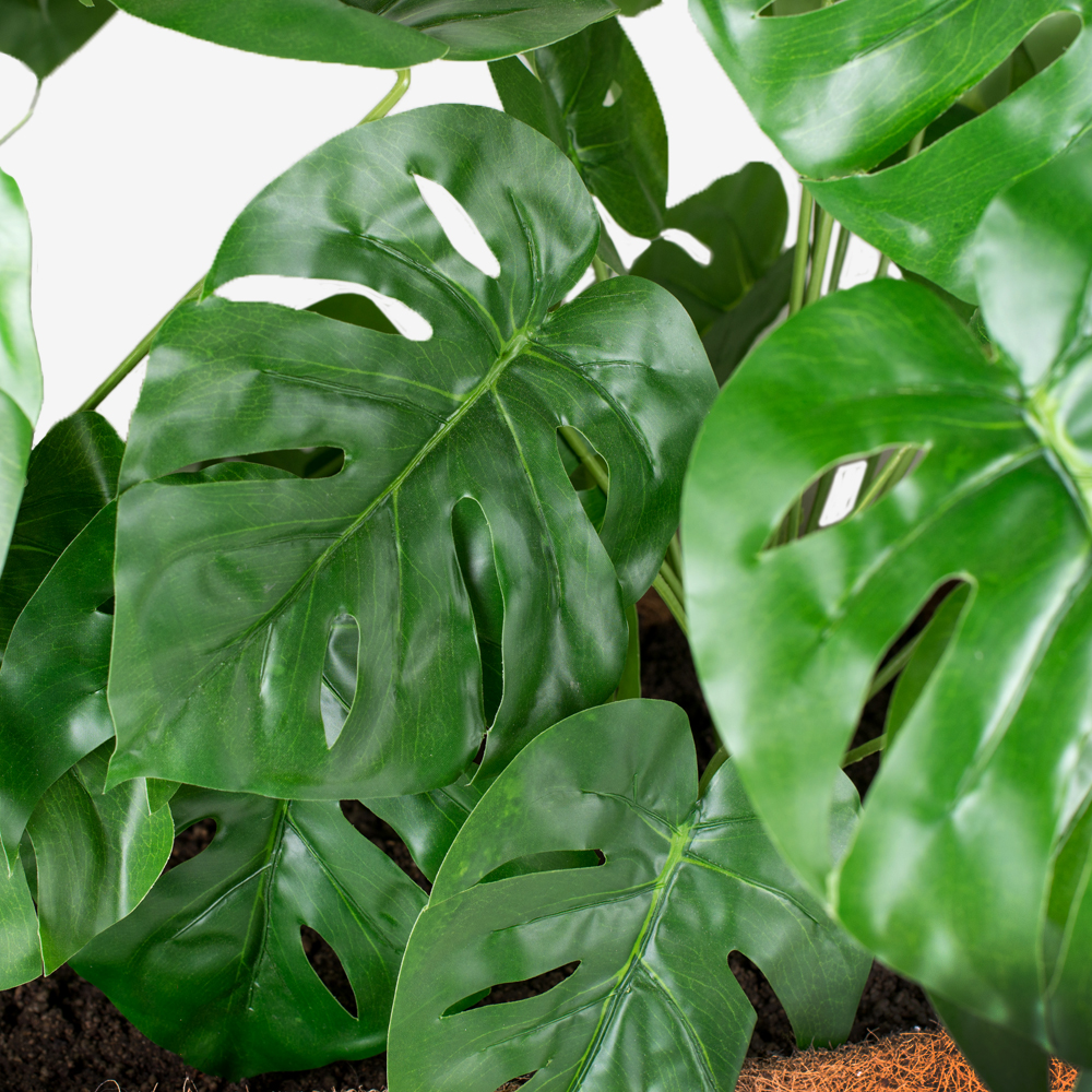 К60/79 Монстера (латекс) h-60см в кокос. боксе (100*30*15)_2