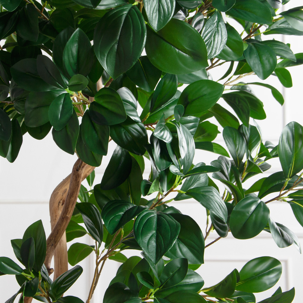 230/ВИТ/208(Пр)(F) Рускус искусственный h230см на основании, латекс_6