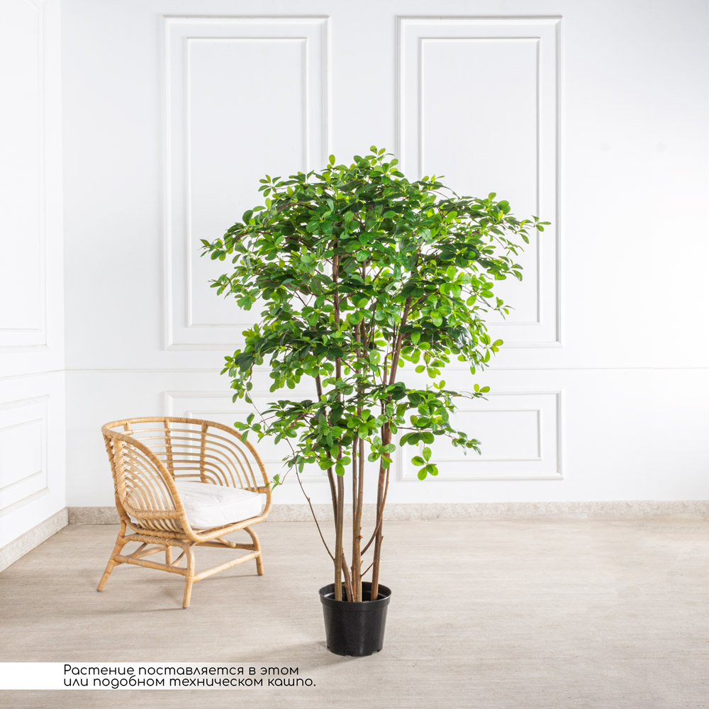 160/РН/84-1(з)(F) Шеффлера искусственная h160см d100см, латекс_2