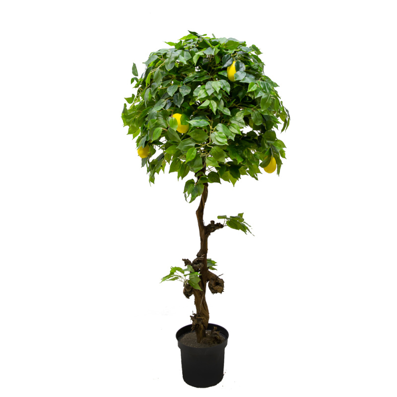 160/ОС/24-1М(з.) Лимон h160см(латекс)